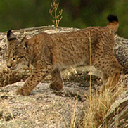 Iberian Lynx photograph James Fair