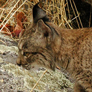 Iberian Lynx photographed by Wildlife writer James Fair