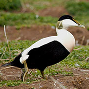 Eiderducks on Farne Islands photography by James Fair