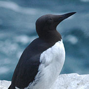 Guillemots Farne Islands photography by James Fair