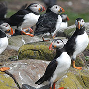 Puffins Farne Islands photography by James Fair