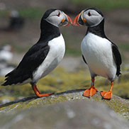 Puffins Farne Islands photography by James Fair