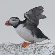 Puffins Farne Islands photography by James Fair