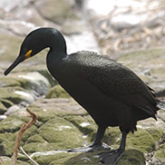Shag Farne Islands photography by James Fair