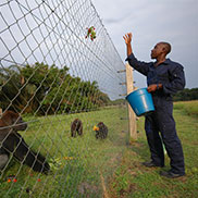 These gorillas were part of a rehabilitation project in Evengue, near Gabon’s South Atlantic coast. 