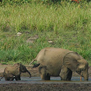 Wildlife writer James Fair visits forest elephants Ivindo National Park, Gabon, Central Africa