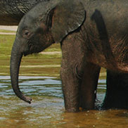 Forest elephants at Ivindo National Park, Gabon, Central Africa