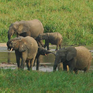 Wildlife writer and journalist James Fair visits Ivindo National Park, Gabon, Central Africa