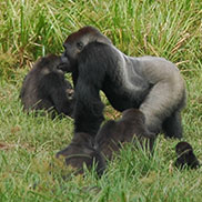 Wildlife writer and journalist James Fair writes about gorillas at Ivindo National Park, Gabon, Central Africa