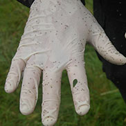 James Fair writes about midges in Scotland