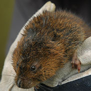 Water vole 
