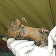 Scientists from the University of Aberdeen taking samples from water voles. Wildlife writer and journalist James Fair