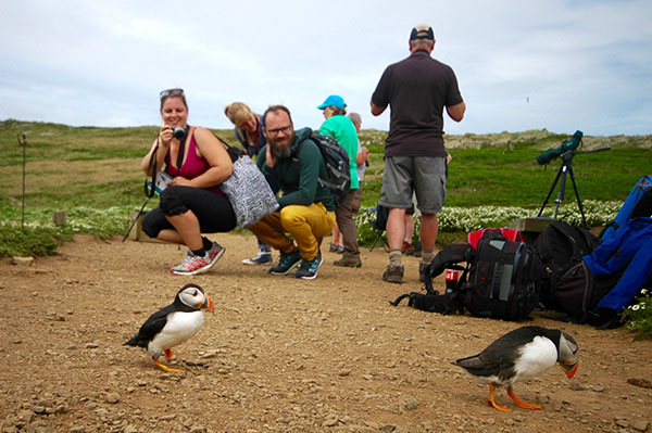 James Fair Wildlife photographer.Skomer Island