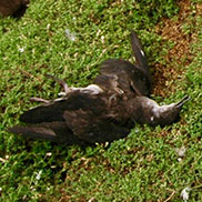 Dead Manx shearwater on Skomer Island. Wildlife photographer James Fair