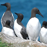 Guillmots on Skomer Island. Wildlife photographer James Fair