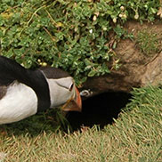 Guillmots on Skomer Island. Wildlife photographer James Fair