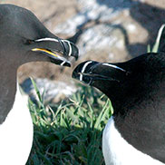 Razorbills on Skomer Island. Wildlife photographer James Fair