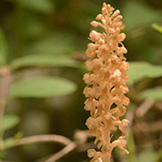 Wildlife writer and photographer James Fair in Slovenia -  bird's nest orchid