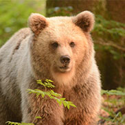 Wildlife writer and photographer James Fair in Slovenia with brown bears