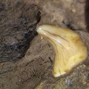 Wildlife  photographer James Fair finds teeth and bones of the extinct cave bear in Slovenia 