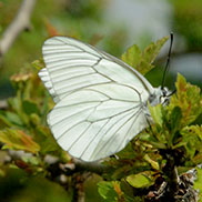 Wildlife writer and photographer James Fair in Slovenia  - greenv veined white butterfly