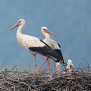 Wildlife writer and photographer James Fair in Slovenia with white storks
