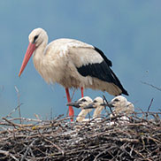 Wildlife writer and photographer James Fair in Slovenia with white storks