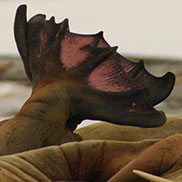  Atlantic Walruses in Svalbard. Wildlife photographer James Fair