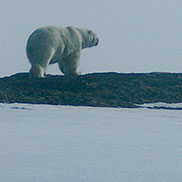 Polar bear.  Svalbard. Wildlife photographer James Fair