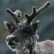  Reindeer (Caribou) in Svalbard. Wildlife writer and photographer James Fair