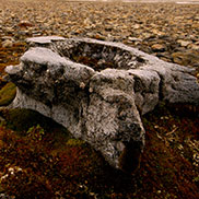 Whale vertebrae in Svalbard. Wildlife writer and photographer James Fair