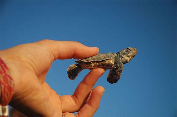 Baby loggerhead turtle - Northern Cyprus. Photograph by James Fair