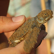 Two species of marine turtle breed on North Cyprus – green and loggerheads. This is a baby loggerhead. 