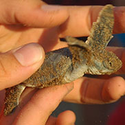 Tourists watch turtle hatchlings being dug out – scientists believe that by engaging people in this way, they can communicate vital conservation issues. 