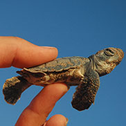 Turtle hatchlings are extremely vulnerable to being eaten by seabirds and predatory fish and sharks – it’s estimated that only 1 in 10,000 survives to breed.