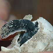 Wildlife writer James Fair watches a baby turtle hatching from it's egg in  North Cyprus