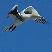 Wildlife conservation photography by James Fair.  Entangled gannet dies after being entangled in plastic