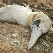 Wildlife photography by James Fair - gannets on Grassholm