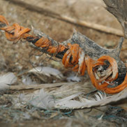 Wildlife conservation photography by James Fair.  Entangled gannet dies after being entangled in plastic