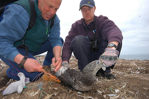 James Fair Wildlife photographer. Grassholm gannet rescue