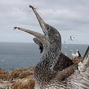 Injured gannet entangled in plastic rubbish on Grassholm Island photography by James Fair