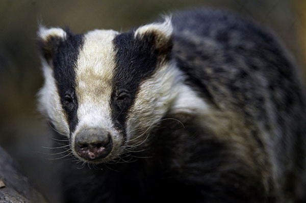 James Fair on badger conservation