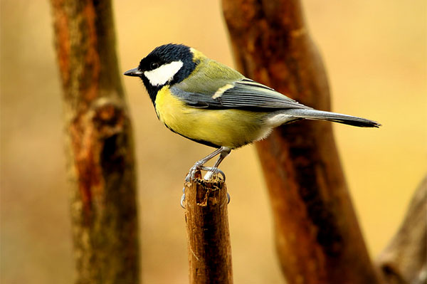  Wildlife writer and journalist James Fair interviews Martin Harper, Director of Conservation at the RSPB