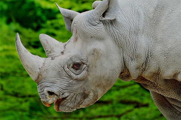 The other side of rhino conversation by James Fair