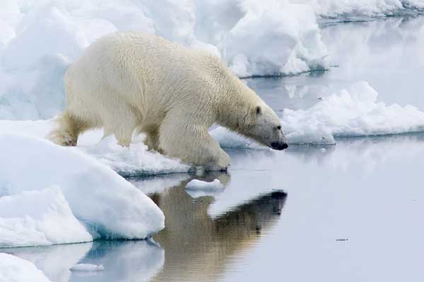 James Fair writes about Polar Bear conservation