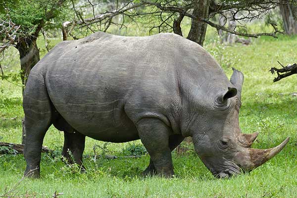 Rhino horn trade legalisation -  by James Fair
