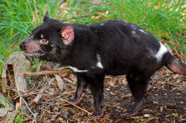  Tasmanian Devils.  James Fair reports