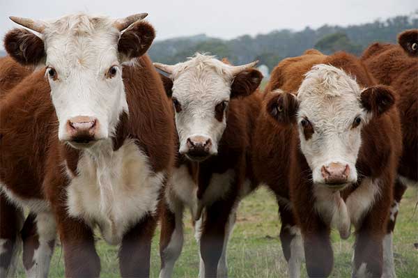 James Fair -  The True Cost of Meat