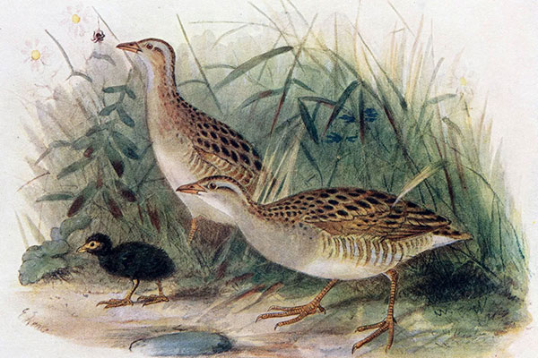 James Fair writes about the mysterious Corncrake found on Tiree in the Inner Hebrides